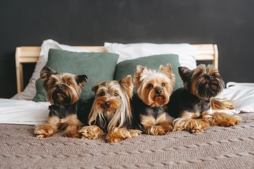A yorkie-k bundája sokféleképpen variálható.