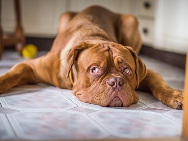 Bordeaux-i dog