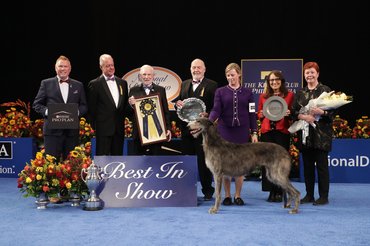 Claire, a Best in Show győztes skót szarvasagár.
