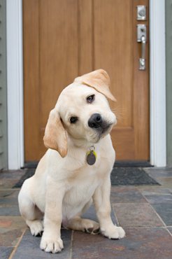 Labrador kölyök oldalra fordítja a fejét kérdez