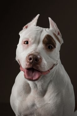 ülő pitbull