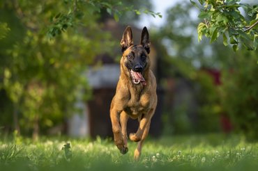 Malinois fut