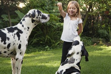 kislány játszik két német doggal