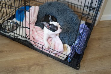 Boston terrier pihen