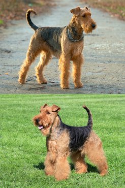 Felül airedale, alul welsh terrier.