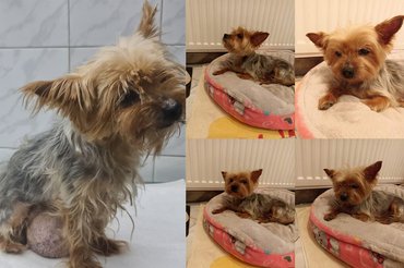 Előtte-utána kép az Aprajafalva Yorkie Rescue Alapítvány egyik védencéről.