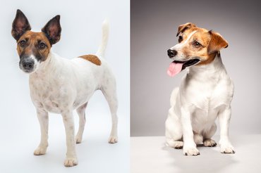 Foxterrier és jack russell terrier.