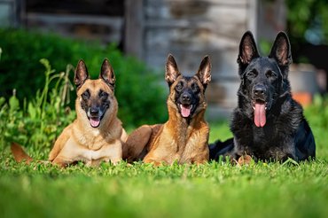 Két malinois egy német juhászkutya társaságában