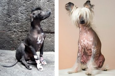 Perui és kínai meztelen kutya.