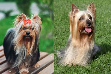 Yorkshire és ausztrál selyemszőrű terrier.