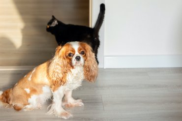 Kutya és a háttérben egy fekete macska