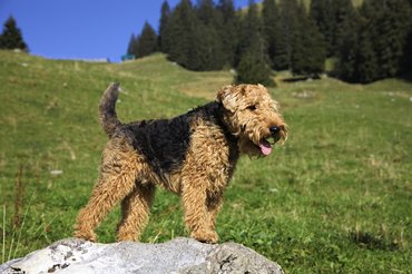 Welsh terrier egy sziklán