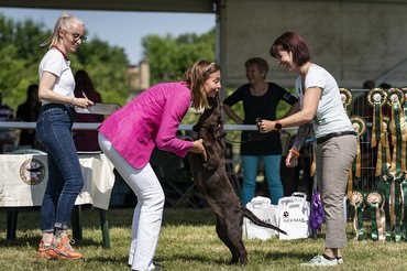 Fotó: dog-foto.com