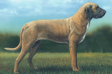 Fotó: Arcanum/ Kézikönyvtár/ Kutyatár/ A világ kutyafajtái/ Moszkvai dog