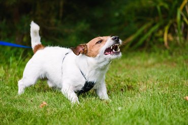 Agresszív, morgó jack russel terrier egy udvaron