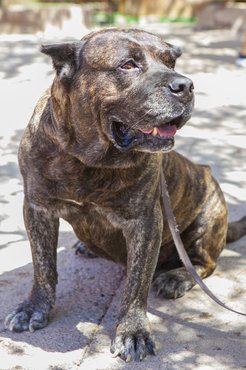 Presa canario.
