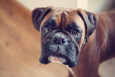 Szomorú boxer kutya