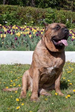 Presa canario.