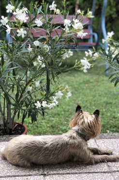 Lola nyaral. /Fotó: László Enikő