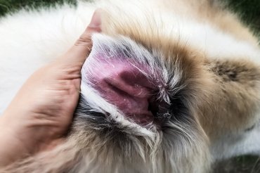Atópiás dermatitisz a kutya fülében.