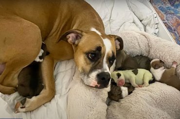 Freya, a mama boxer almában a nem mindennapi kicsivel. / Kép: YouTube