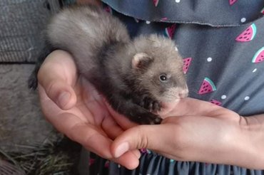 A kis görények elképesztő gyorsasággal cseperedtek. /Kép: Sz. Sz.
