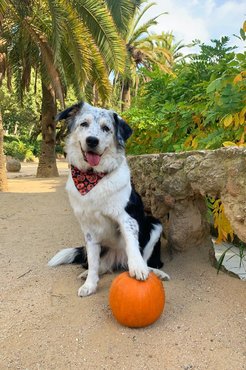 Fotó: @bellavoyage.dog