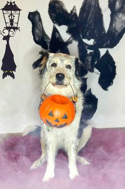 Fotó: @bellavoyage.dog