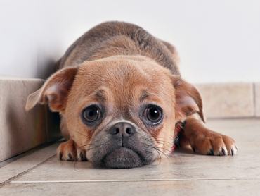 Stresszes, szomorú kutyus