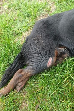 Emancsra súlyos sérüléssel találtak rá, amiről azt hitték, valamilyen baleset okozta.