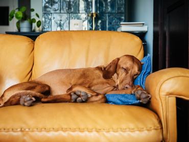 Vizsla kanapén alszik