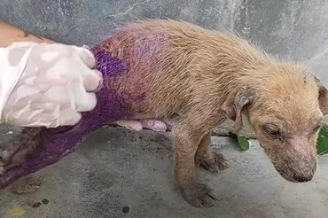 A bőrbetegség miatt hosszas kezelésre volt szükség. / Kép: YouTube