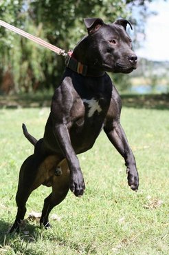 pitbull pórázon