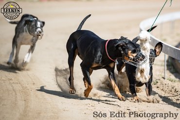 Fotó: Diversity's Catahoulas Kennel