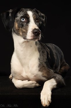 Fotó: Diversity's Catahoulas Kennel