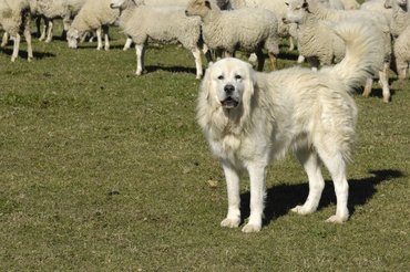 Pireneusi hegyikutya a nyáj mellett