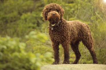 Lagotto romagnolo olasz vízikutya egy erdőben