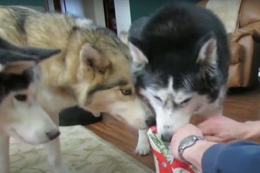 Boldogan telt a három husky karácsonya./ Kép: YouTube