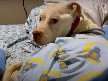 A pitbull kezdetben nagyon gyenge volt, de örült az emberi közelségnek./ Kép: YouTube