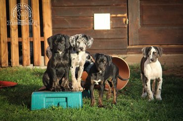 Fotó: Diversity's Catahoulas Kennel