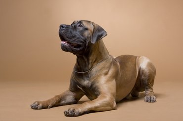fekvő boerboel