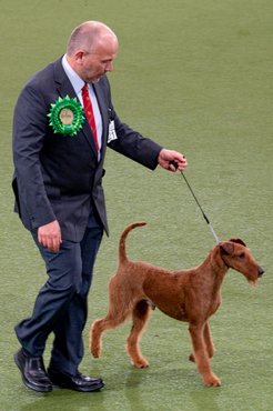 Az ír terrier egykor a kiállítások sztárja volt, ma már ritkábban találkozhatunk vele a ringben.