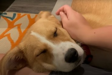 Lucyból boldog és kiegyensúlyozott kutya lett.