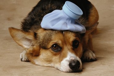 Beteg, lázas corgi