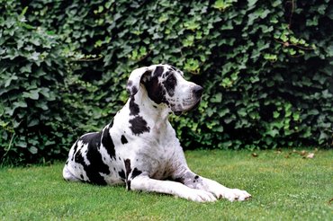 német dog