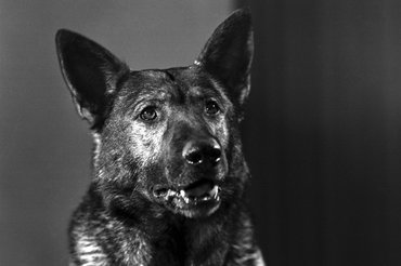A hős rendőrkutyát Kántor fia, Tuskó alakította, aki szintén bűnüldözőként dolgozott.