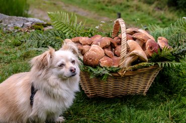 Vannak gombák, amelyeket grillezve sem adhatunk kedvencünknek.