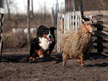 A berni pásztorkutya neve csalóka: nem a nyáj őrzésére szánták.