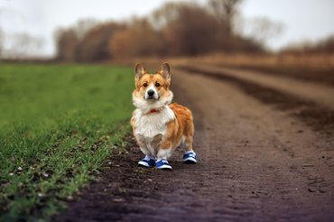 Hamar meg tudják szokni a kutyacipőket.