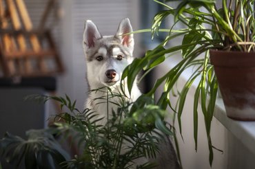 Nemcsak a vadvirágok között találhatunk mérgező növényeket
